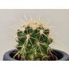 Echinocactus grusonii