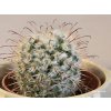 Mammillaria bombycina