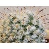 Mammillaria bombycina