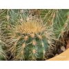 Pilosocereus braunii
