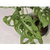 Monstera Adansonii