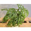 Monstera Adansonii