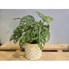 Monstera Adansonii