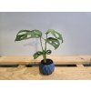 Monstera Adansonii Baby