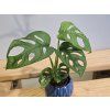 Monstera Adansonii Baby