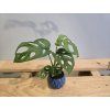 Monstera Adansonii Baby