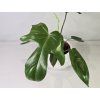 Philodendron Florida Green