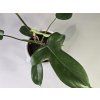 Philodendron Florida Green