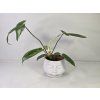 Philodendron Florida Green