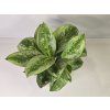 Aglaonema Maria