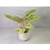 Aglaonema Chartreuse Pretty