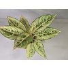 Aglaonema Chartreuse Pretty