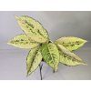 Aglaonema Chartreuse Pretty