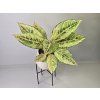 Aglaonema Chartreuse Pretty