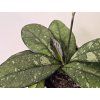 Baby Hoya Callistophylla Sabah