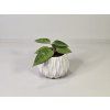 Hoya verticillata ‘Lampung’
