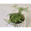 Baby Asparagus Plumosus