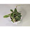 Hoya Carnosa Krimson Queen