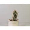 Echinopsis