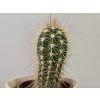 Echinopsis