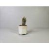 Echinopsis