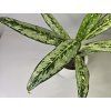 Aglaonema Matcha Lemon