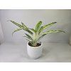 Aglaonema Matcha Lemon