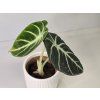 Alocasia reginula ‘Ninja’