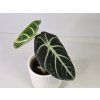 Alocasia reginula ‘Ninja’