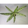 Aglaonema Matcha Lemon