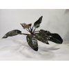 Philodendron Imperial Red