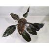 Philodendron Imperial Red