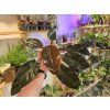 Philodendron Imperial Red