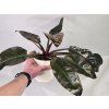 Philodendron Imperial Red