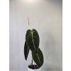 Philodendron melanochrysum