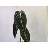 Philodendron melanochrysum