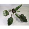 Philodendron Caramel