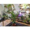 Lopatkovec - Spathiphyllum Mojo