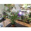 Lopatkovec - Spathiphyllum Mojo