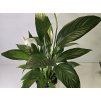Lopatkovec - Spathiphyllum Mojo