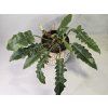 Philodendron Narrow
