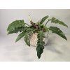 Philodendron Narrow