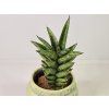Sansevieria trifasciata 'Pineapple'