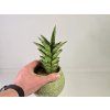 Sansevieria trifasciata 'Pineapple'
