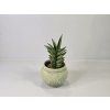Sansevieria trifasciata 'Pineapple'