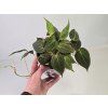 Philodendron Micans