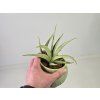 Sansevieria hanningtonii Baker