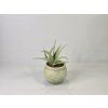 Sansevieria hanningtonii Baker