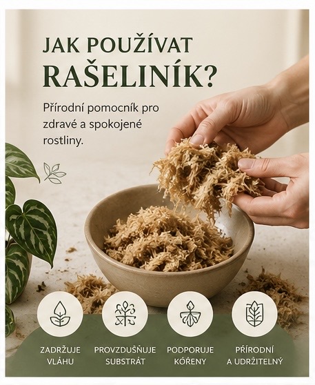 Rašeliník