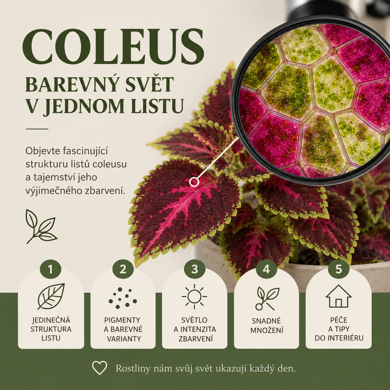 Coleus - africká kopřivka